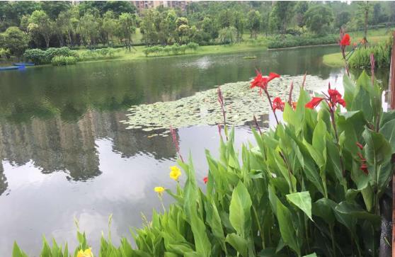 黑臭水體怎麽處理？農村黑臭水體污视频免费方案